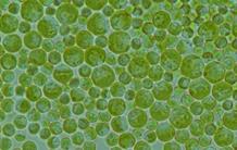 La société Microphyt et le CEA collaborent pour exploiter le potentiel des microalgues photosynthétiques