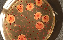 Reproduire et comprendre l’évolution des bactéries dans un tube à essai