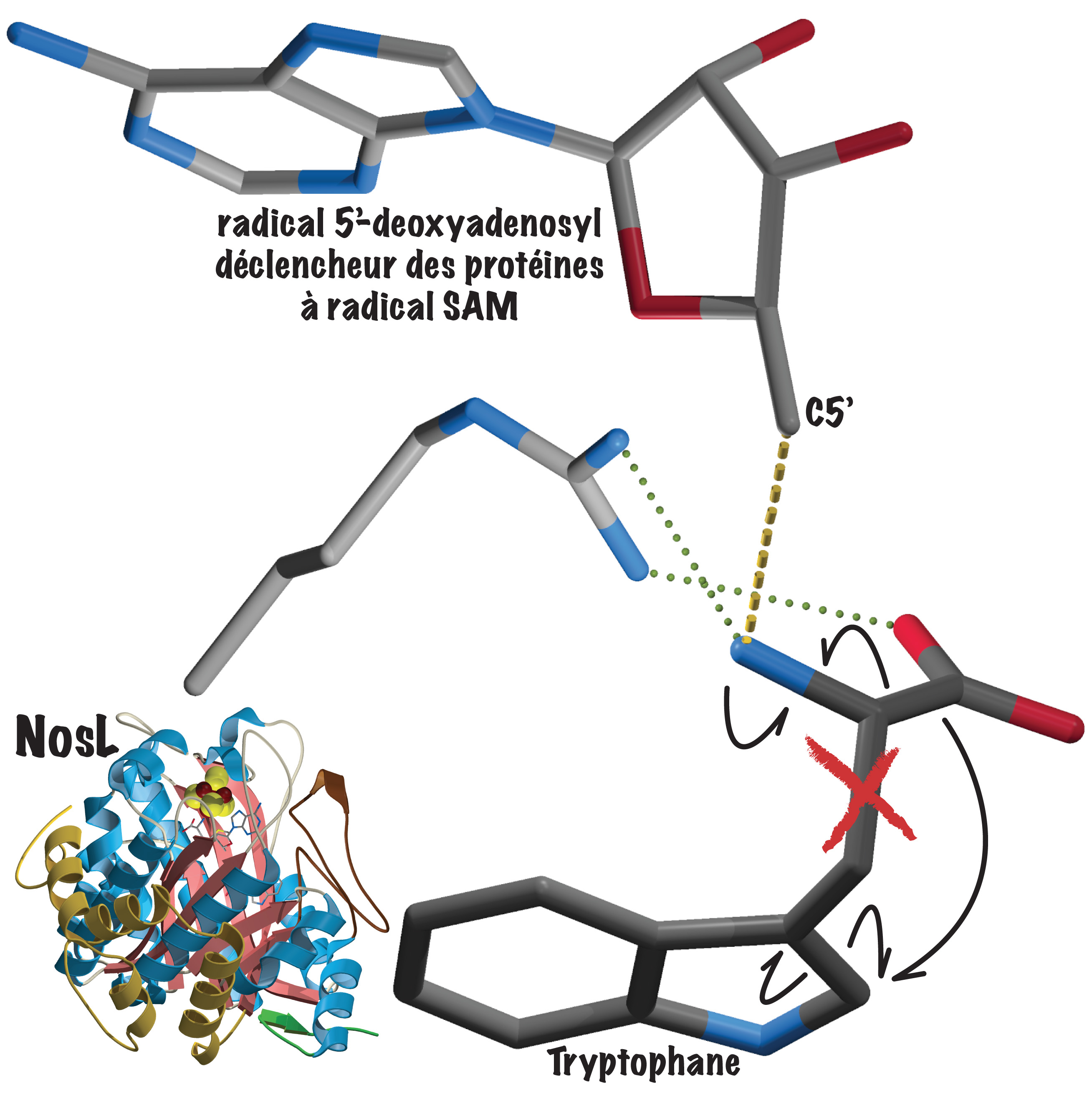 Réaction catalysée de la tryptophane-lyase NosL 