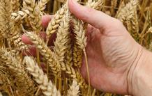 Le séquençage du génome du blé est aujourd’hui réalisé