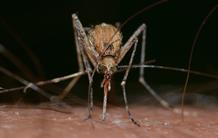 Lutte contre les agents pathogènes transmis par les moustiques 
