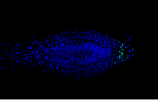 Visualisation en live de la transcription des gènes de toutes les cellules d’une plante