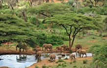 Comment le déclin des populations d'éléphants de forêt réduit les stocks de carbone dans la biomasse