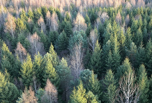 Forêts françaises : la mortalité des arbres s’emballe