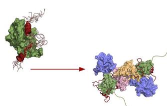 SARS-CoV-2: a key interaction between two proteins could lead to a new therapeutic strategy