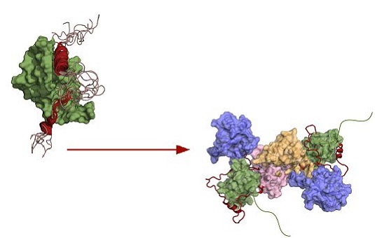 SARS-CoV-2 : une interaction essentielle entre deux protéines pourrait inspirer une nouvelle stratégie thérapeutique