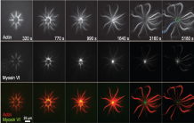 Mimer le vivant pour étudier les mécanismes de contraction cellulaire