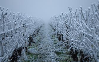 Climate change increased the likelihood of damaging frosts from the French April 2021 cold wave by about 60%