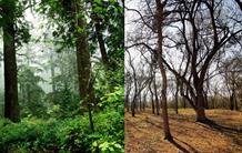 L’épigénétique, un nouveau levier pour améliorer la tolérance à la sécheresse des arbres